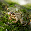 Forest frog