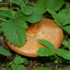 Forest mushroom