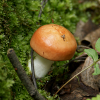 Forest mushroom