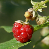 Forest raspberry