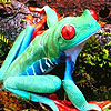 Forest tree frogs puzzle