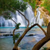 Forest Waterfalls