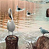 Four birds on the lake slide puzzle