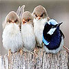 Four cute bird slide puzzle