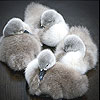 Four gray duck slide puzzle