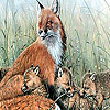 Fox family in the nature puzzle