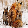 Fox family slide puzzle