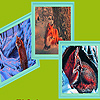 Foxes in the winter puzzle