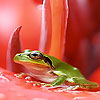Frog and red flower puzzle