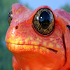 Frog Slide Puzzle