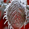 Frozen Leaf Jigsaw