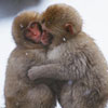 Frozen Monkeys