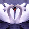 FTA - Swans