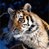 FTA - Tigers