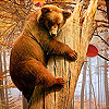 Funky bear in woods slide puzzle