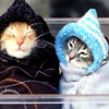 Funny Cats Hidden Numbers