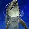 Funny dolphin in the pool slide puzzle