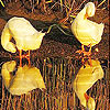 Funny ducks slide puzzle