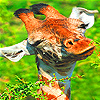 Funny giraffe in zoo slide puzzle