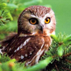 Funny puzzle with animal