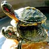 Funny Turtles