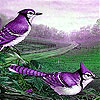 Garden sparrows slide puzzle