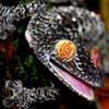 Gecko's