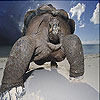 Giant turtle slide puzzle