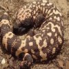 Gila Monster Jigsaw