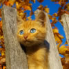 Ginger Kitten jigsaw