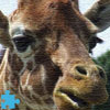 Giraffe Jigsaw