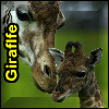 Giraffe Puzzles