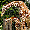 Giraffes in the forest slide puzzle