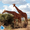 Giraffes Jigsaw Puzzle