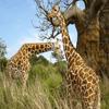 Giraffes puzzle