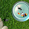 Gold Fish Connect