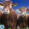 Gorgeous Cows Jigsaw