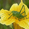 Grasshopper slide puzzle