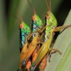 Grasshoppers Slider