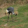 Gray Crane Jigsaw Puzzle