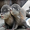 Gray pups slide puzzle