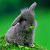 Gray rabbit in garden slide puzzle