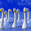 Gray swans a flock puzzle