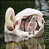 Gray swans slide puzzle