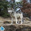 Gray Wolf Jigsaw Puzzle