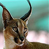 Great lynx slide puzzle