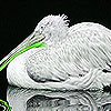 Green billed pelican puzzle