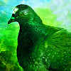 Green birds puzzle