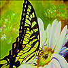 Green butterfly and daisy puzzle