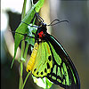 Green butterfly slide puzzle